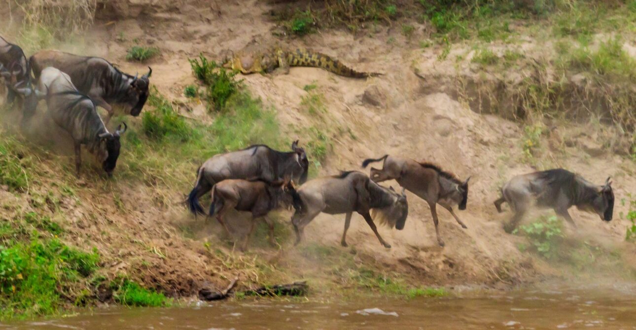 The Great Migration Update (June–July): Where to See It Now & How to Plan