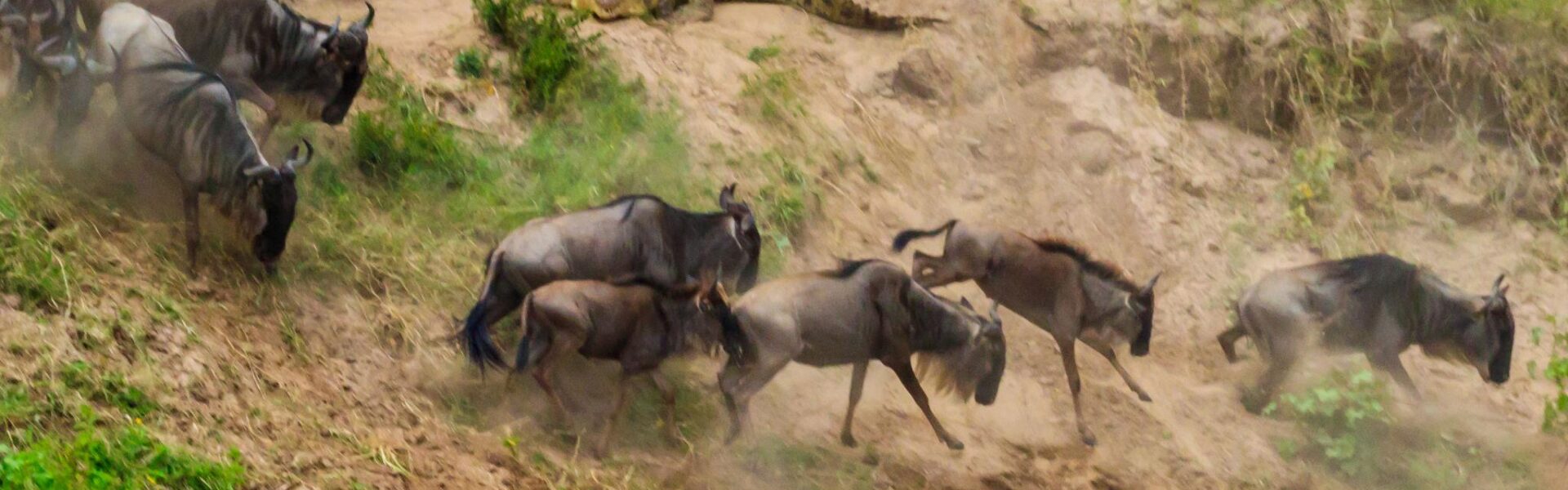 The Great Migration Update (June–July): Where to See It Now & How to Plan 1 The Great Migration Update June–July