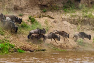 Luxury Tanzania and Kenya Safari Tours with Local Experts 43 The Great Migration Update June–July