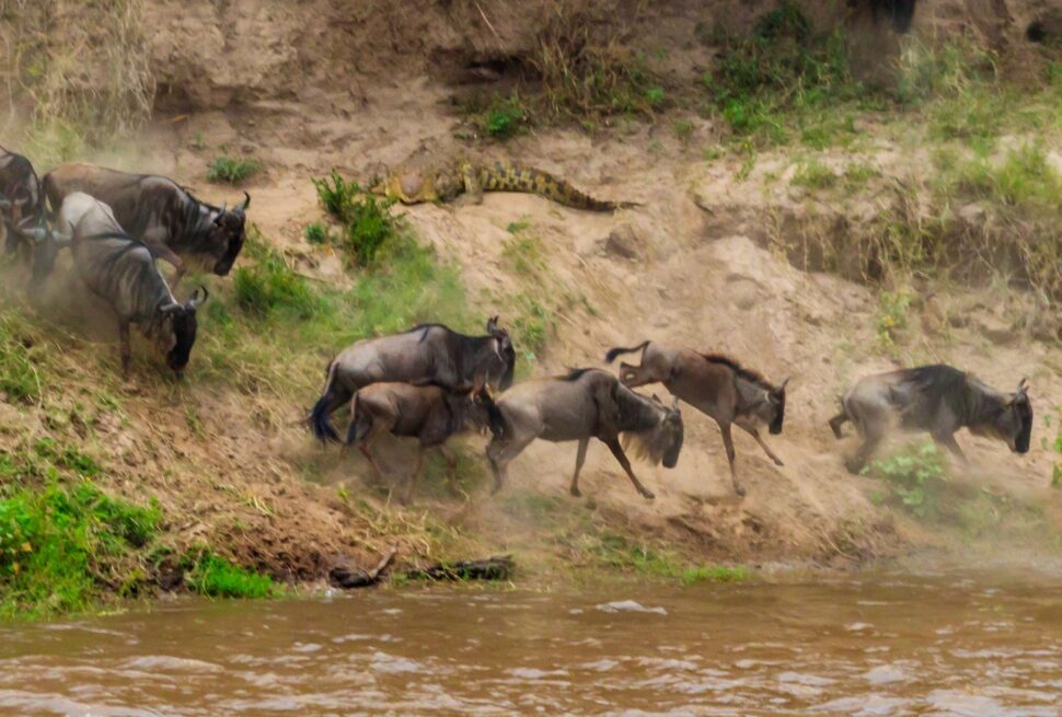 The Great Migration Update June–July