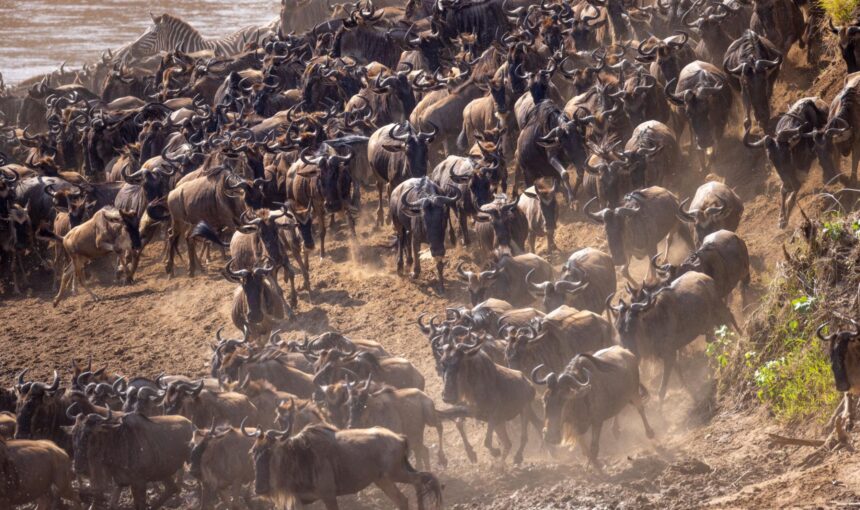 BEST SAFARI FOR FAMILIES 1 BEST SAFARI FOR FAMILIES