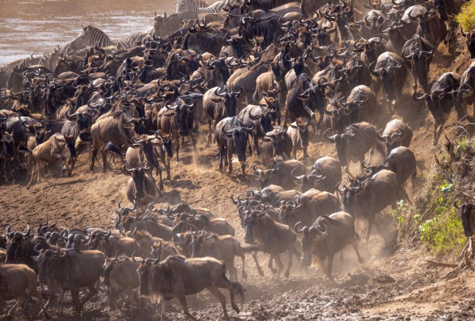 BEST SAFARI FOR FAMILIES
