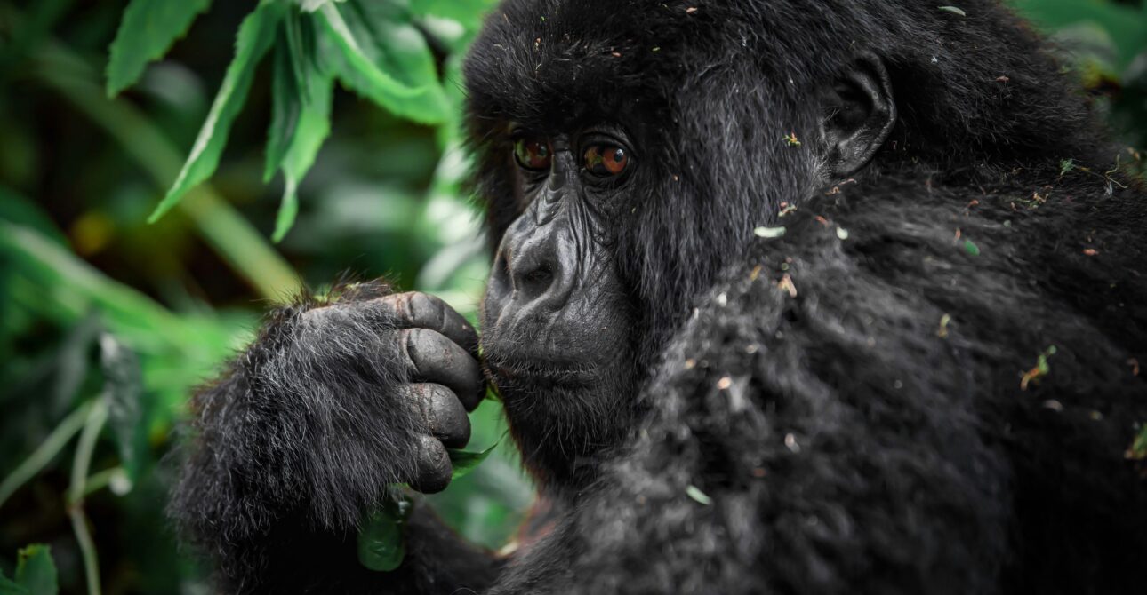 Rwanda Gorilla Trekking & Luxury Safari Tours (2026) | Cost & Permits