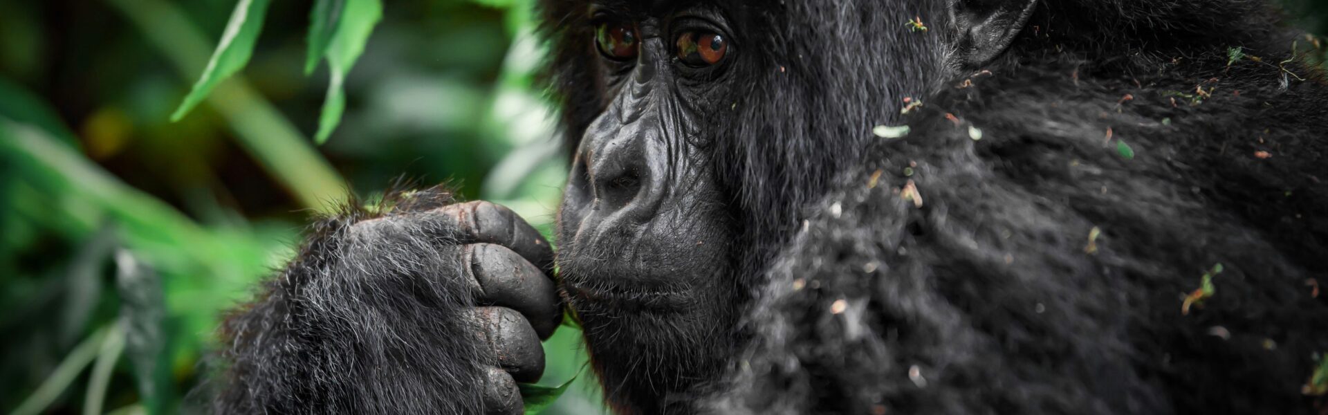 Rwanda Gorilla Trekking & Luxury Safari Tours (2026) | Cost & Permits 1 Rwanda Gorilla Trekking & Luxury Safari Tours (2026) | Cost & Permits