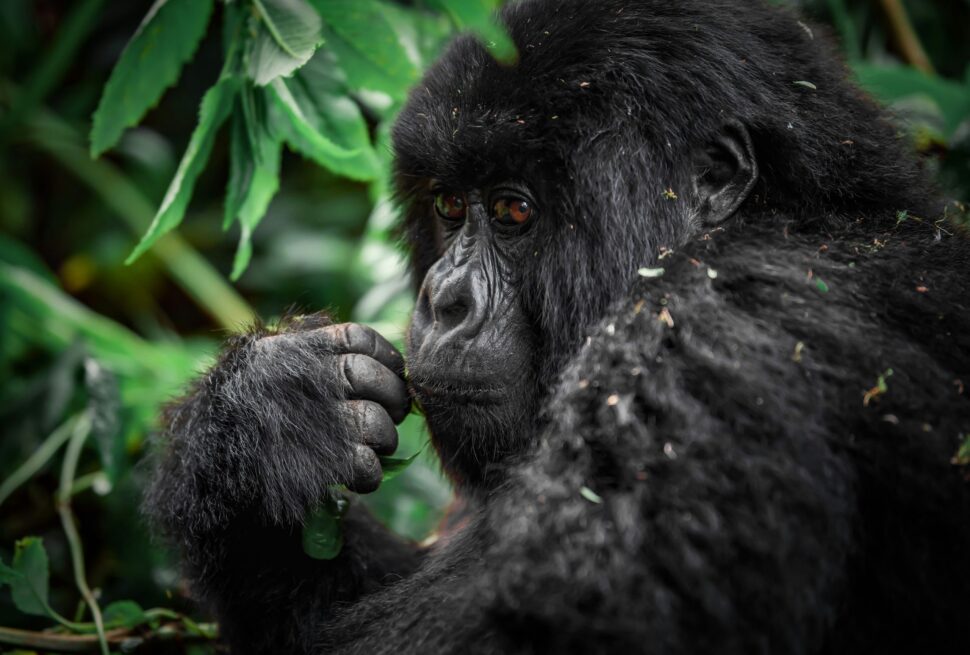 Rwanda Gorilla Trekking & Luxury Safari Tours (2026) | Cost & Permits