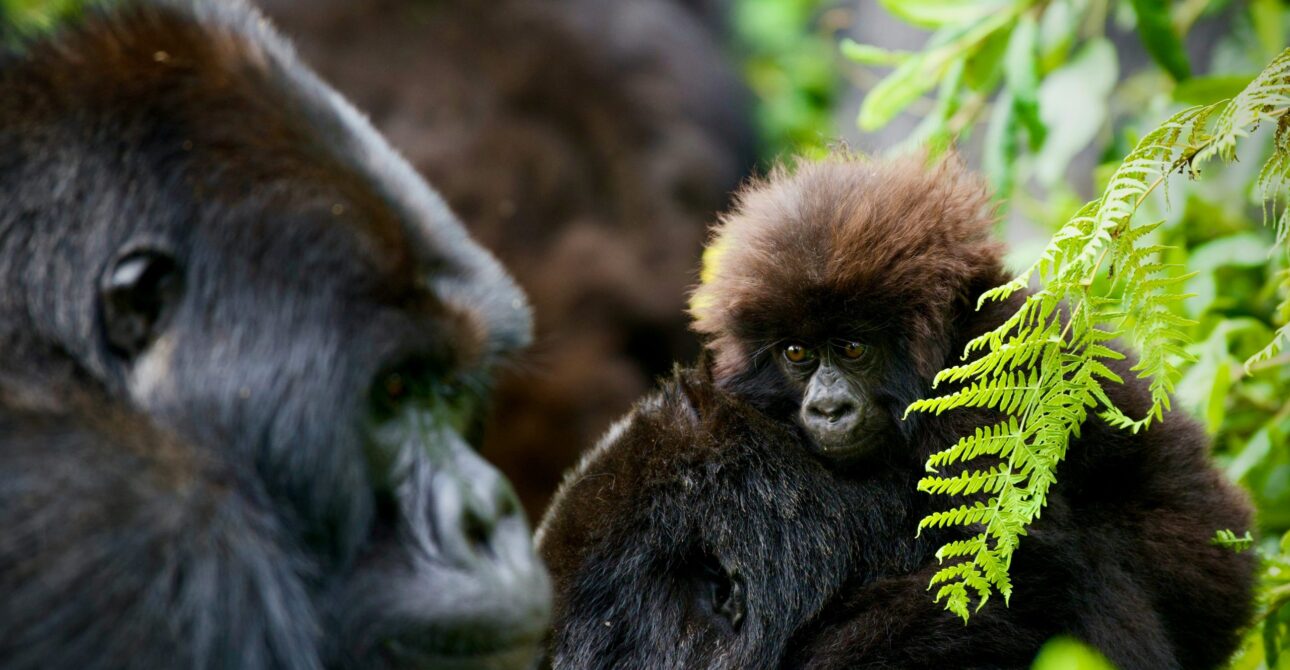 Uganda vs Rwanda Gorilla Trekking Cost (2026) Guide | Which is Better? 2 Uganda vs Rwanda Gorilla Trekking Cost (2026) Guide | Which is Better?