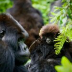 Uganda vs Rwanda Gorilla Trekking Cost (2026) Guide | Which is Better? 3 Uganda vs Rwanda Gorilla Trekking Cost (2026) Guide | Which is Better?