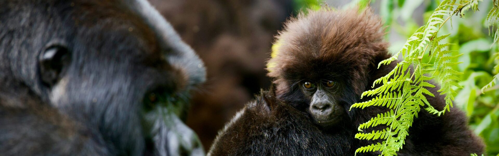 Uganda vs Rwanda Gorilla Trekking Cost (2026) Guide | Which is Better? 1 Uganda vs Rwanda Gorilla Trekking Cost (2026) Guide | Which is Better?
