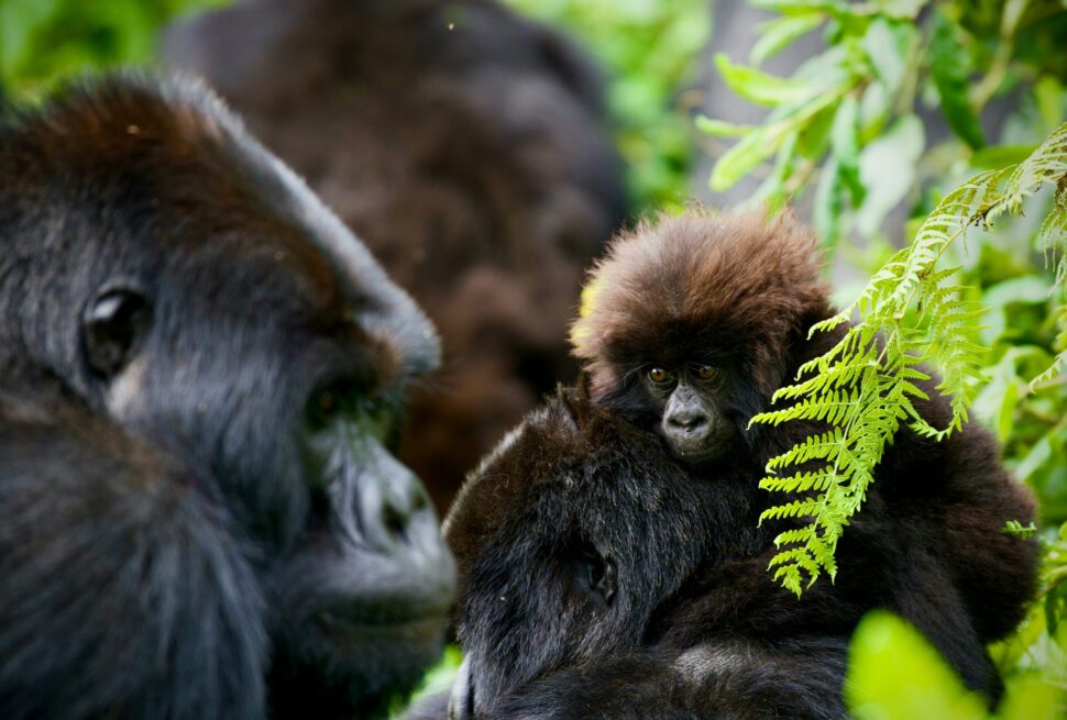 Uganda vs Rwanda Gorilla Trekking Cost (2026) Guide | Which is Better?