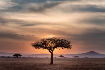 SOUTH AFRICA SAFARI