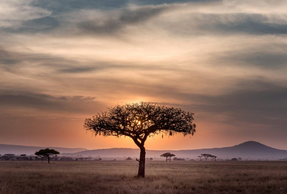 SOUTH AFRICA SAFARI