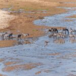 SOUTH AFRICA vs TANZANIA SAFARI