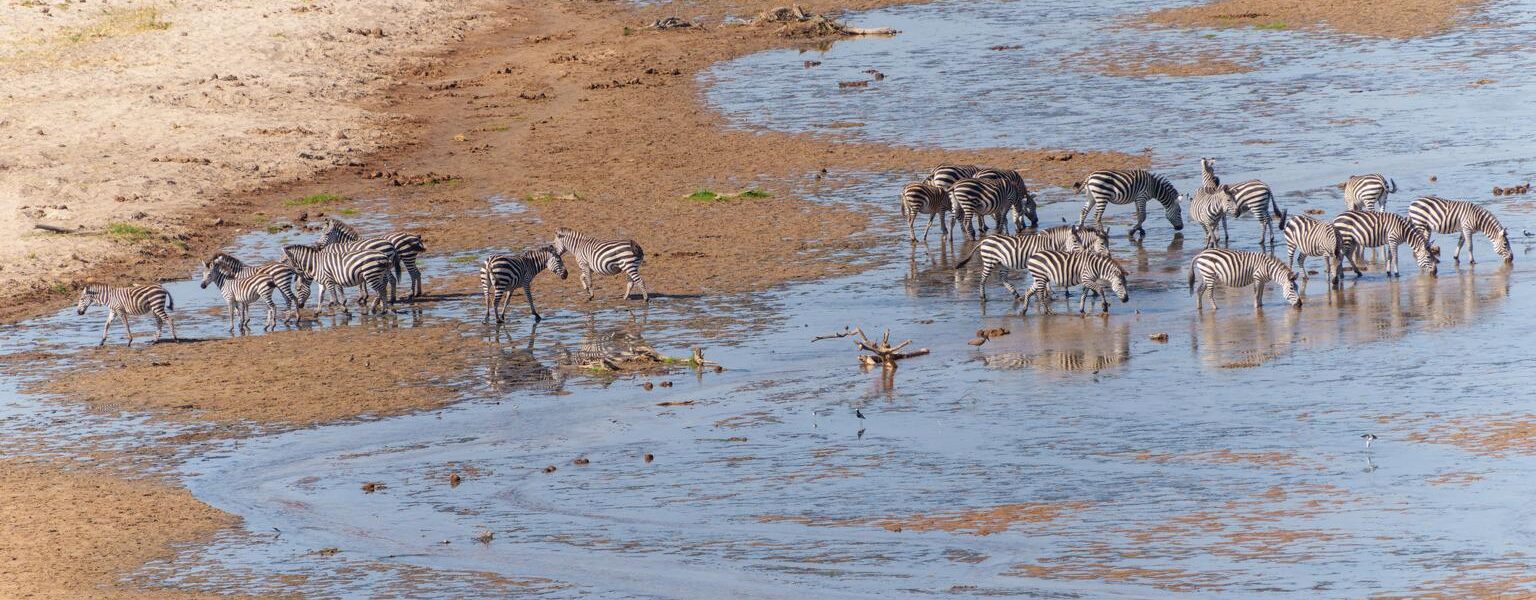 SOUTH AFRICA vs TANZANIA SAFARI