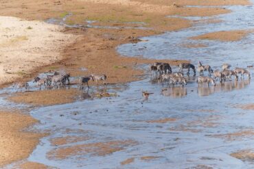 SOUTH AFRICA vs TANZANIA SAFARI