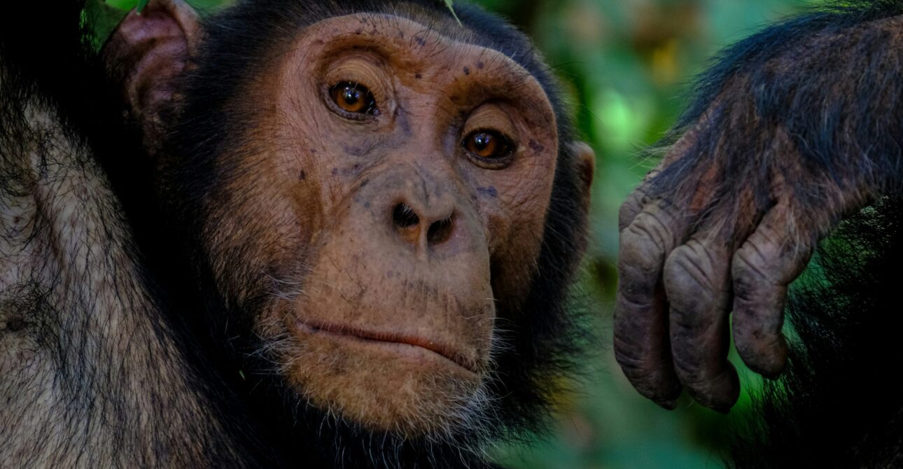 Uganda Gorilla Trekking & Safari Tours (2026 Guide) 3 Uganda Gorilla Trekking & Safari Tours (2026 Guide)