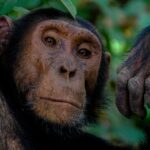 Uganda Gorilla Trekking & Safari Tours (2026 Guide) 4 Uganda Gorilla Trekking & Safari Tours (2026 Guide)