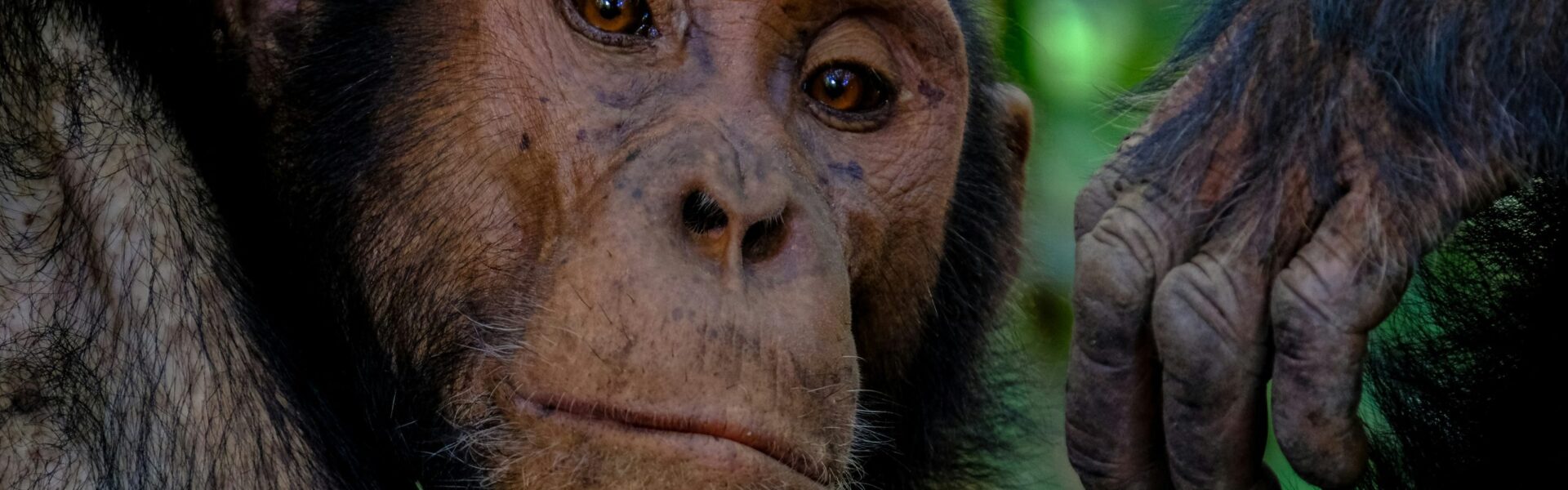 Uganda Gorilla Trekking & Safari Tours (2026 Guide)