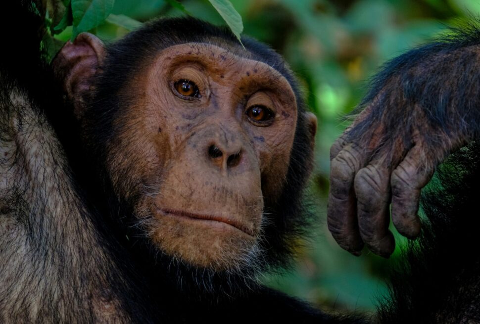 Uganda Gorilla Trekking & Safari Tours (2026 Guide)