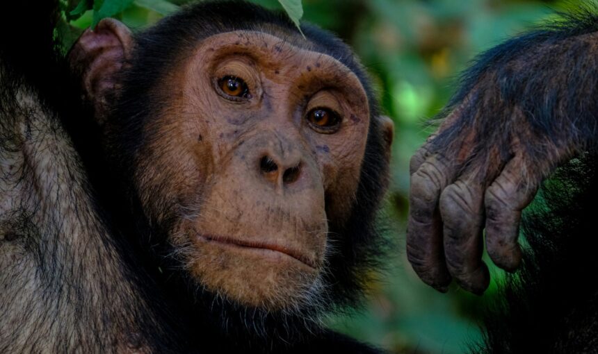 Best Time for Gorilla Trekking (2026) | Month-by-Month Guide Uganda & Rwanda 10 Best Time for Gorilla Trekking (2026) | Month-by-Month Guide Uganda & Rwanda