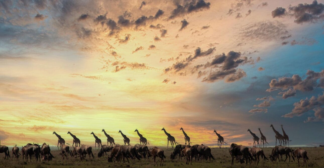 Why Plan Your Safari with Nature Bound Africa?