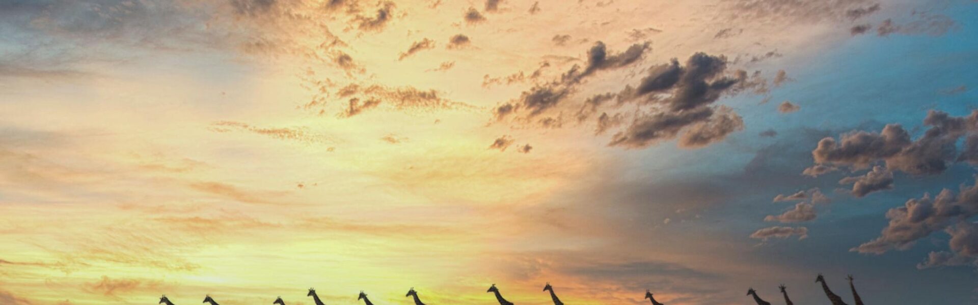 Why Plan Your Safari with Nature Bound Africa? 1 Why Plan Your Safari with Nature Bound Africa?