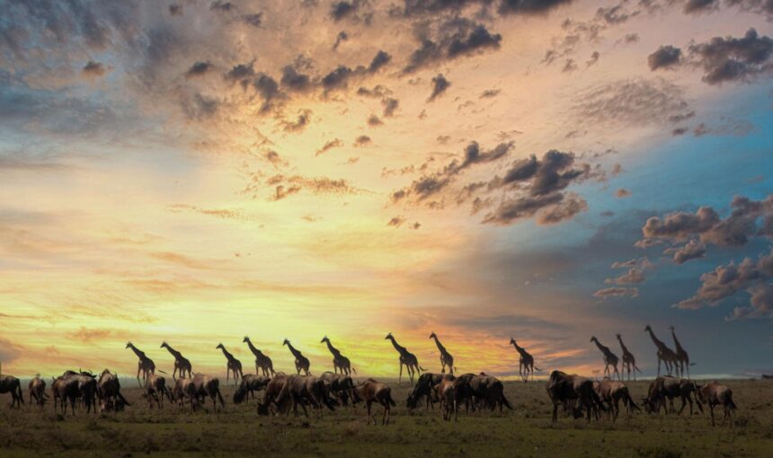 Why Plan Your Safari with Nature Bound Africa?