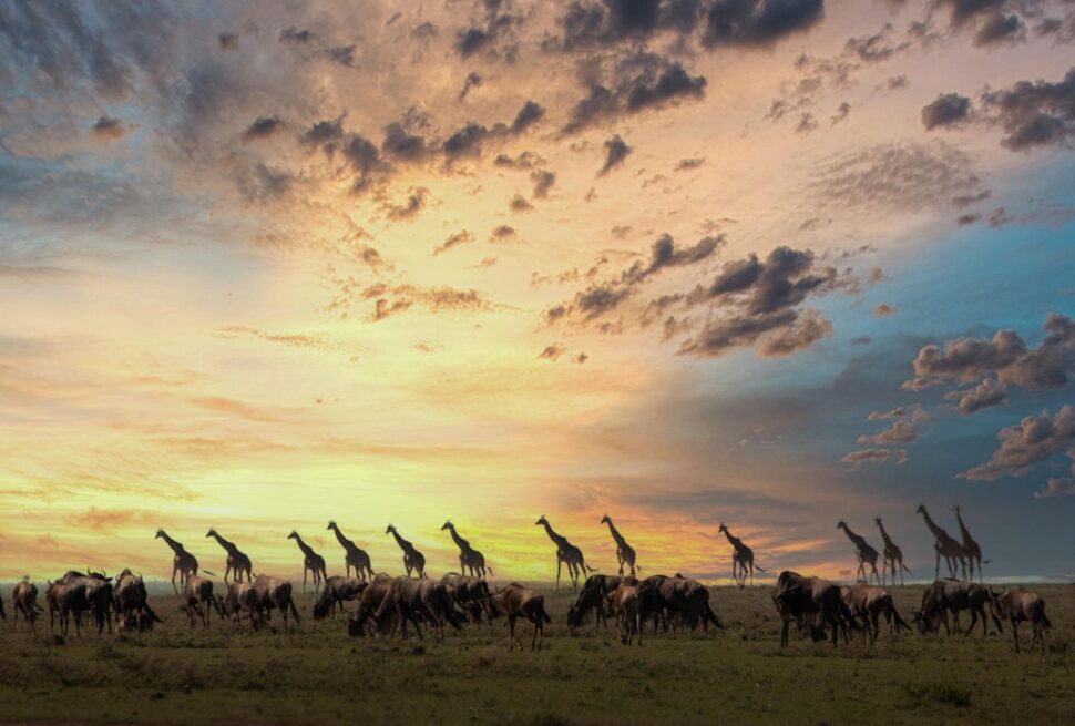 Why Plan Your Safari with Nature Bound Africa?