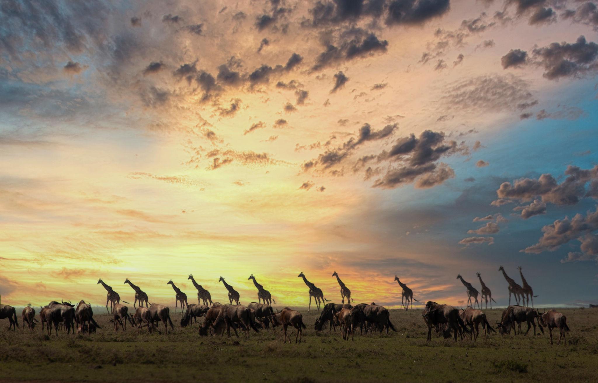 Why Plan Your Safari with Nature Bound Africa?