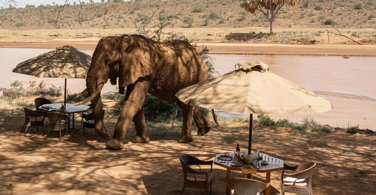 Honeymoon Safari in Africa (2026 Guide) 2 Honeymoon Safari in Africa (2026 Guide)