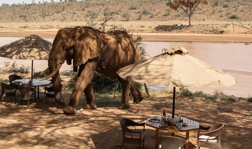 Honeymoon Safari in Africa (2026 Guide) 4 Honeymoon Safari in Africa (2026 Guide)