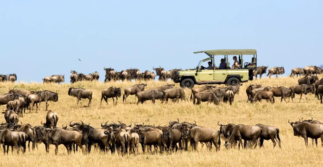 Great Migration Update (June–July): Where the Herds Are Now & How to Plan 1 Great Migration Update (June–July): Where the Herds Are Now & How to Plan