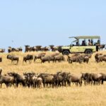 best time to see wildebeest migration