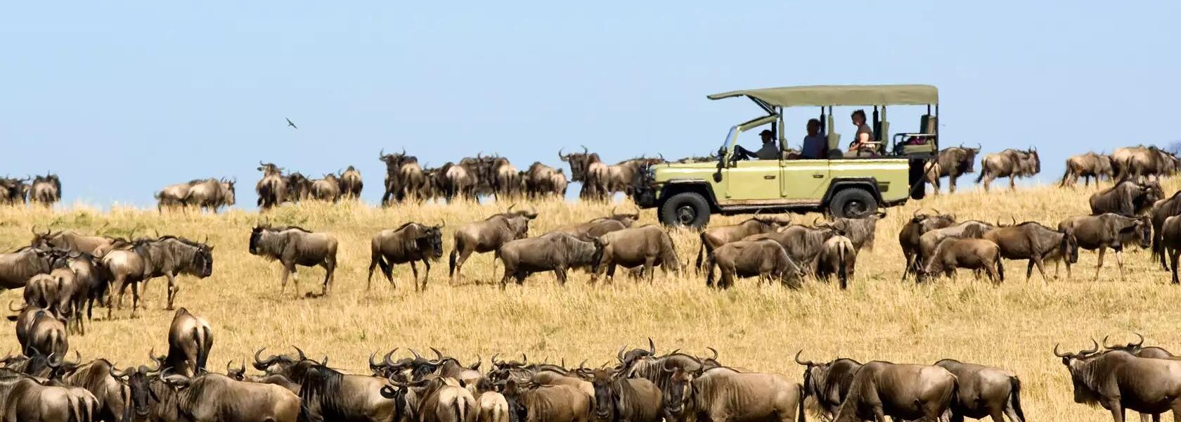 best time to see wildebeest migration