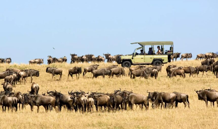 Great Migration Update (June–July): Where the Herds Are Now & How to Plan 1 Great Migration Update (June–July): Where the Herds Are Now & How to Plan
