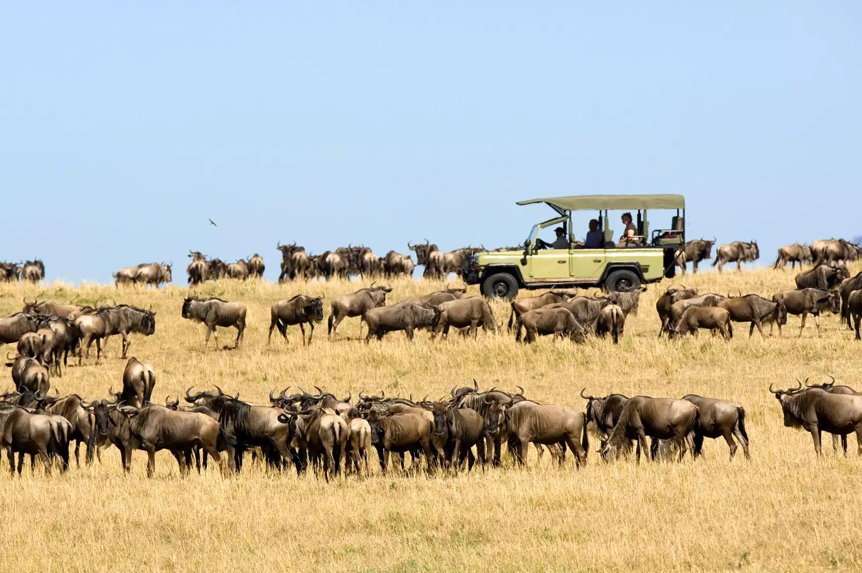 best time to see wildebeest migration
