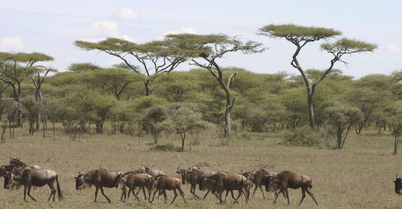 Nature Bound Africa Great Migration Guide: A Month-by-Month Guide to the Masai Mara Kenya. 1 Nature Bound Africa Great Migration Guide: A Month-by-Month Guide to the Masai Mara Kenya.