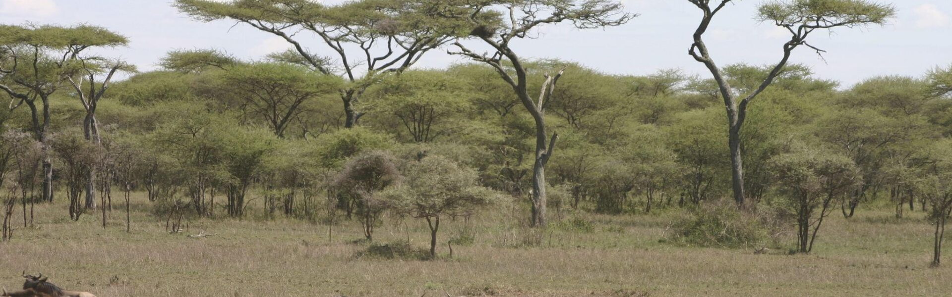 Nature Bound Africa Great Migration Guide: A Month-by-Month Guide to the Masai Mara Kenya.