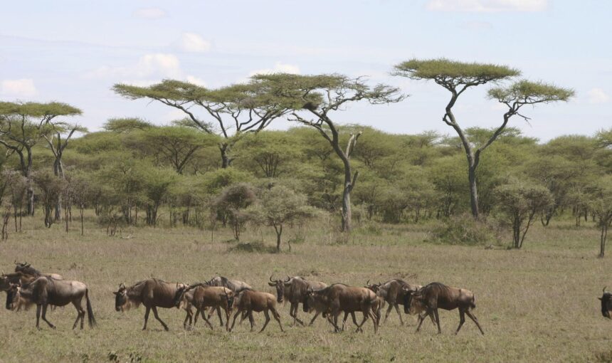 Nature Bound Africa Great Migration Guide: A Month-by-Month Guide to the Masai Mara Kenya.