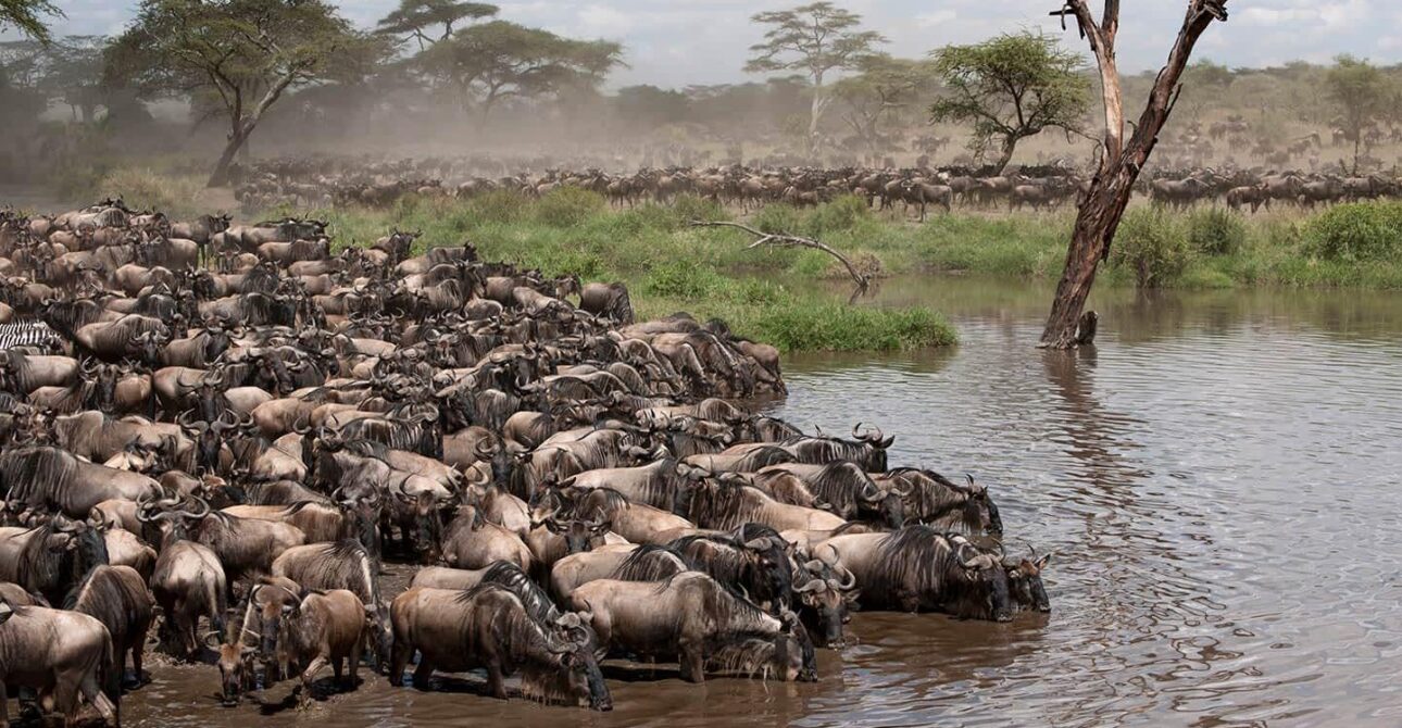 Serengeti Great Migration Calendar (2026): Month-by-Month Guide