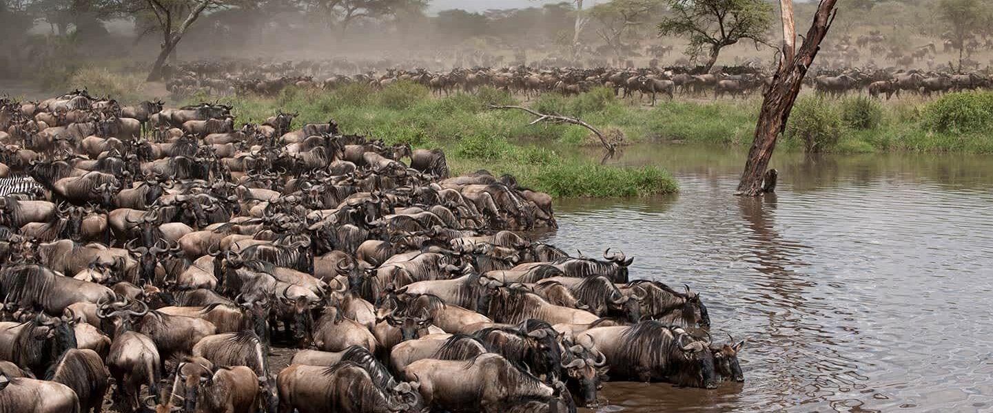 Serengeti Great Migration Calendar (2026): Month-by-Month Guide 1 Serengeti Migration mara river 2026