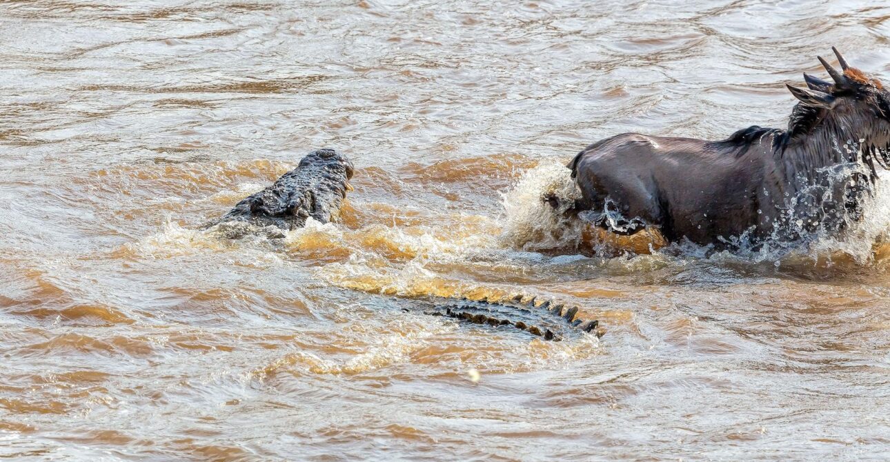 TANZANIA VS KENYA SAFARI 3 TANZANIA VS KENYA SAFARI