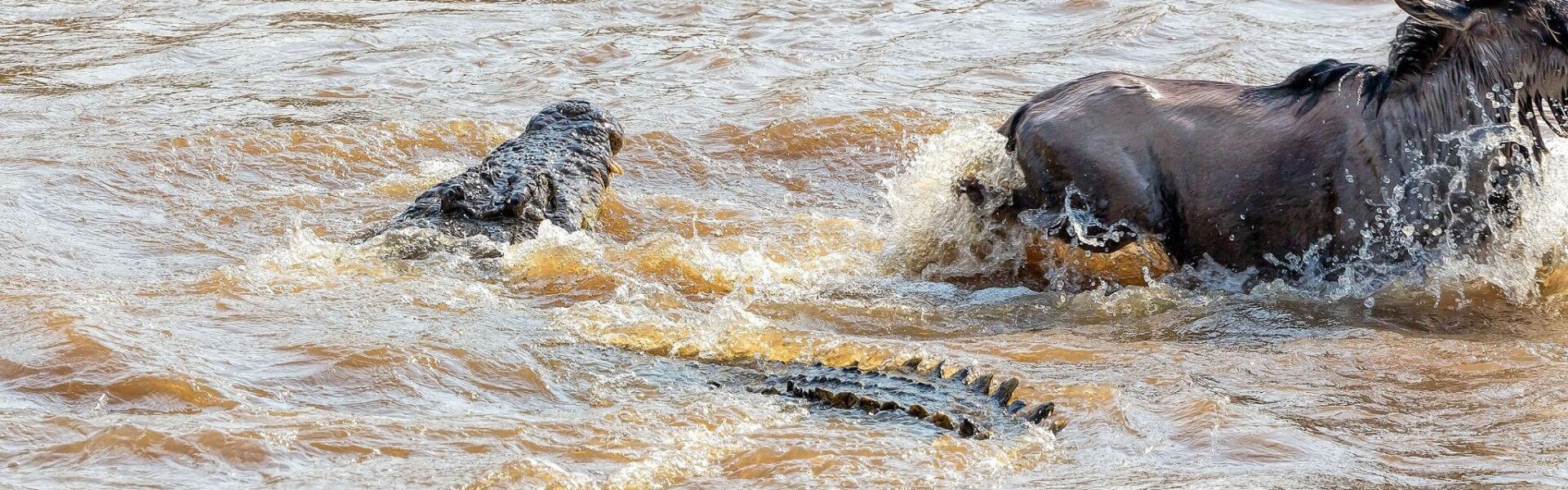 TANZANIA VS KENYA SAFARI 1 TANZANIA VS KENYA SAFARI