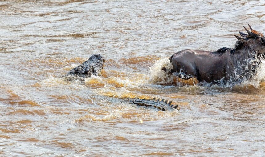 TANZANIA VS KENYA SAFARI 5 TANZANIA VS KENYA SAFARI