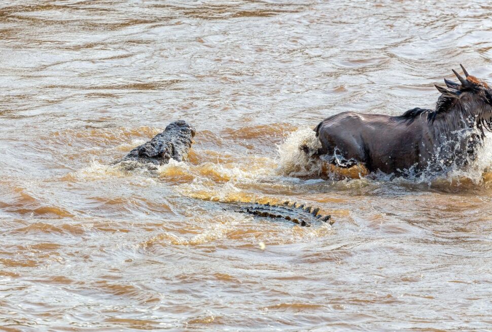 TANZANIA VS KENYA SAFARI