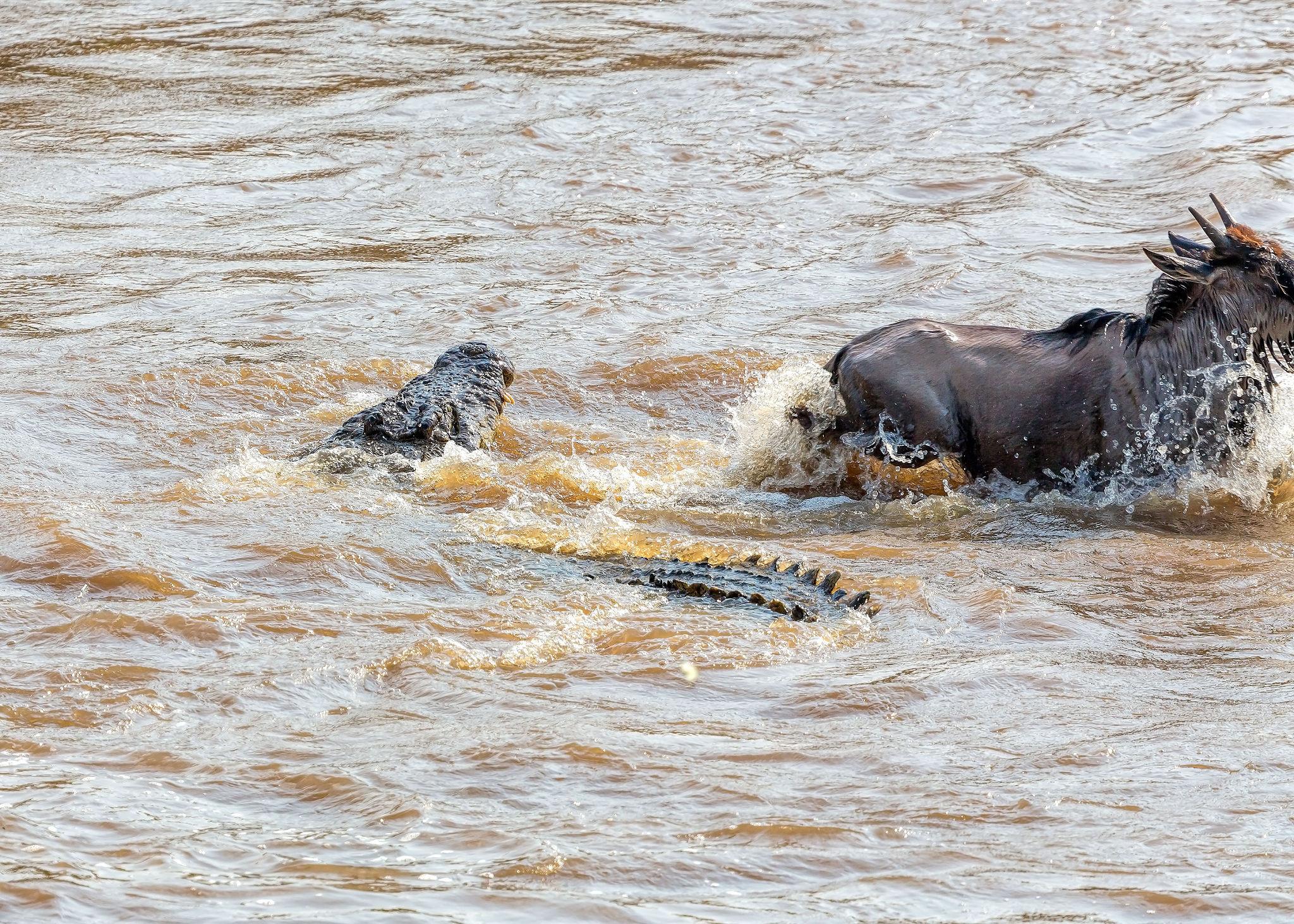 TANZANIA VS KENYA SAFARI