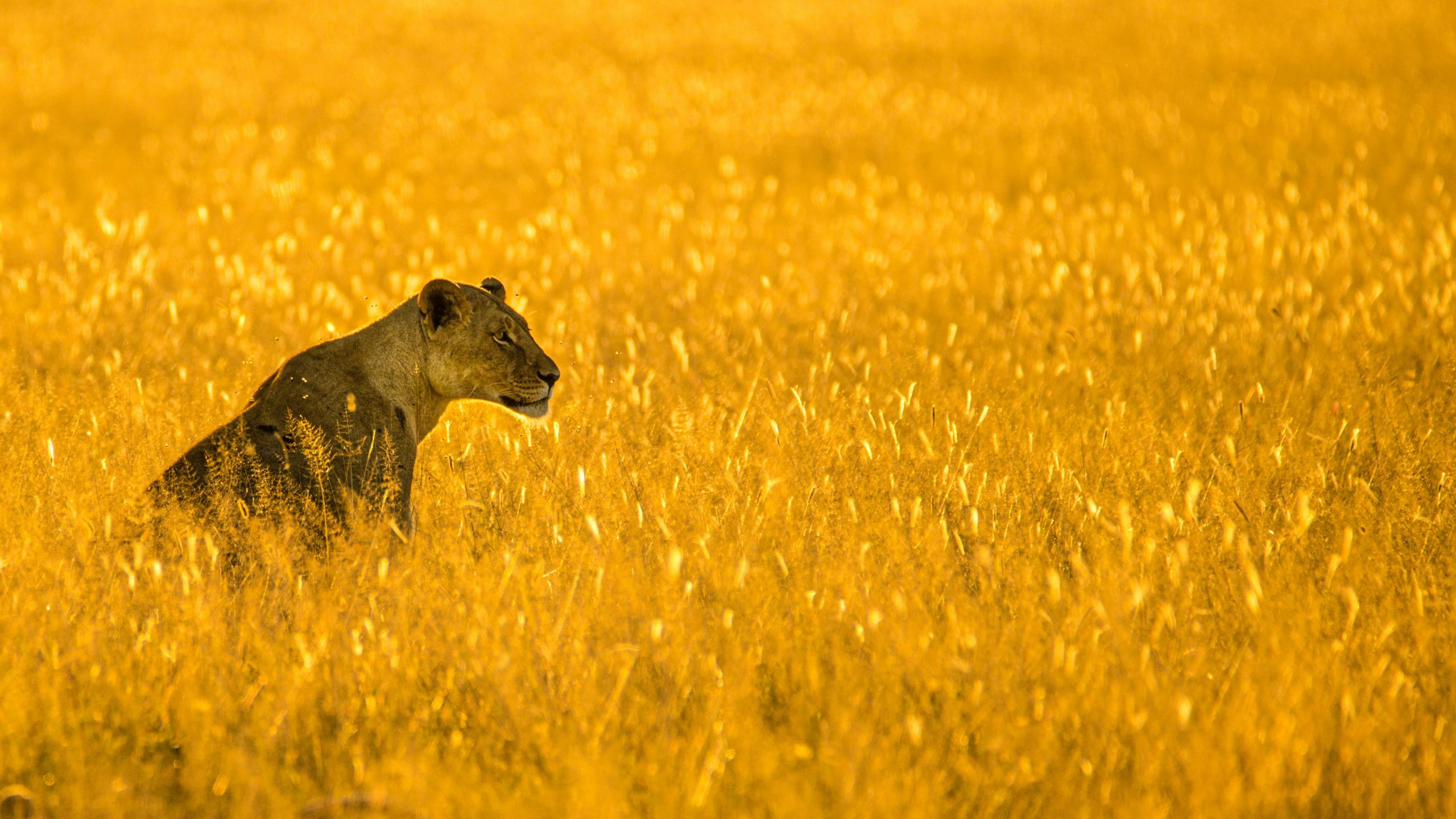 Botswana Safari FAQs: 50 Questions Answered by Local Experts