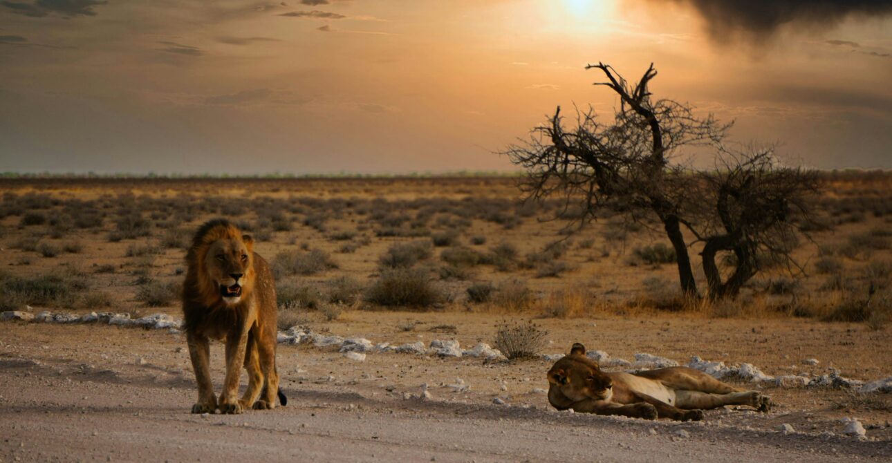 Namibia FAQs: 50 Questions Answered by Local Experts