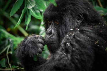 Gorilla Trekking FAQs