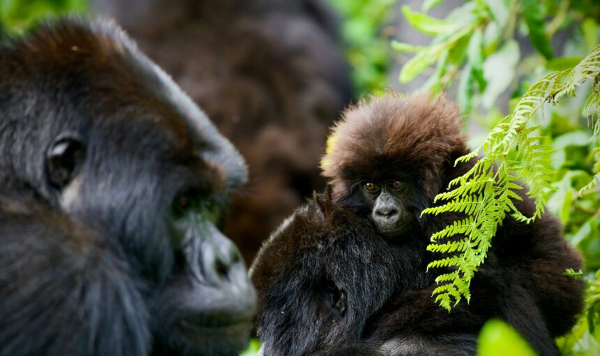 Uganda Safari FAQs: 50 Questions Answered by Local Experts