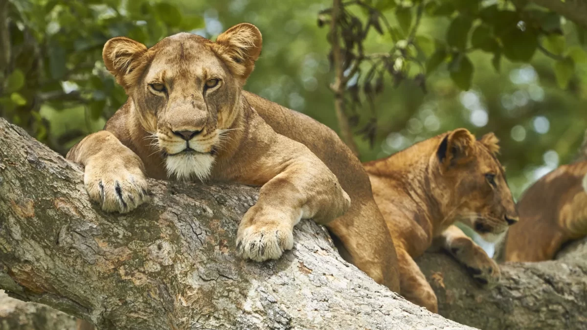 Zambia Safari FAQs